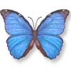 Morpho Software Butterfly